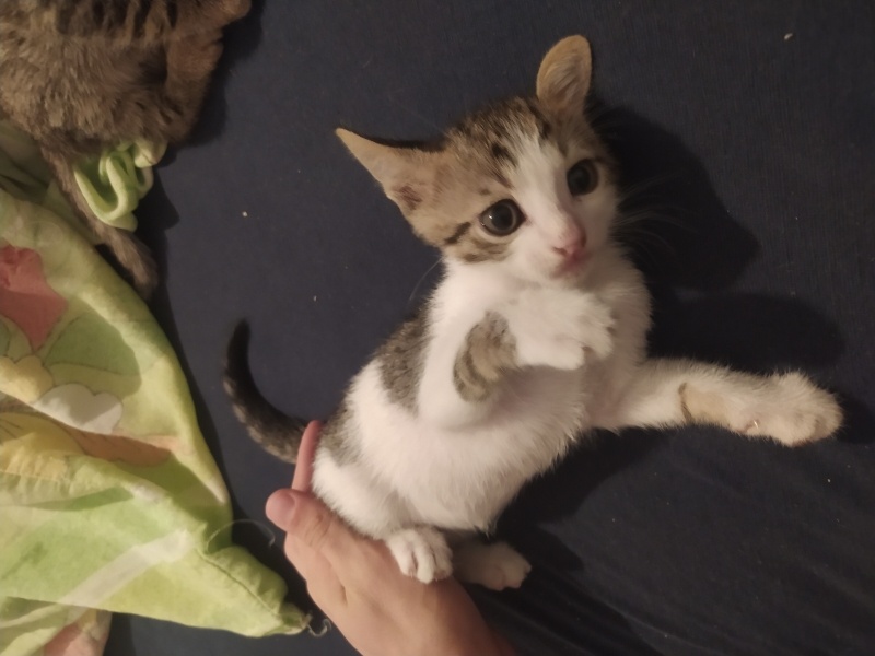 Tekir Kedi, Kedi  İsimsiz fotoğrafı