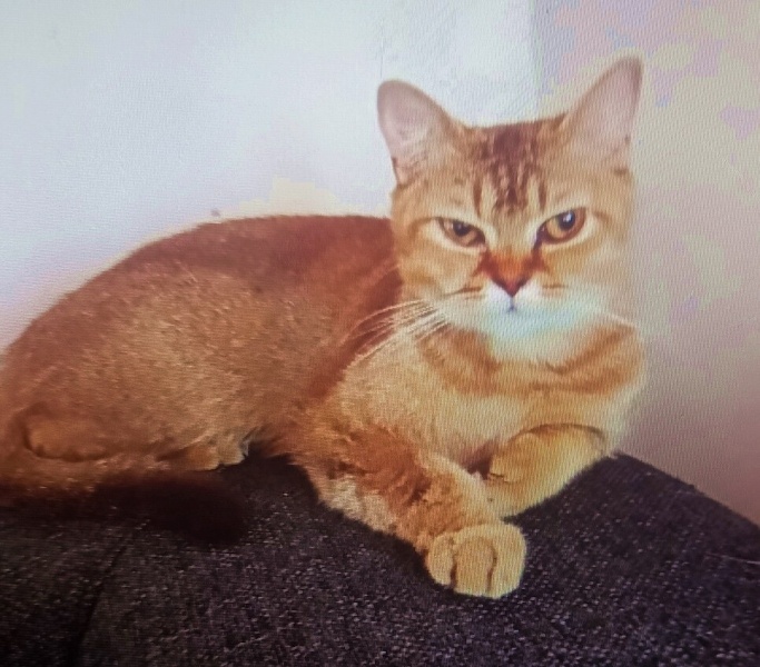 British Shorthair, Kedi  lord fotoğrafı