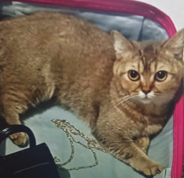 British Shorthair, Kedi  lord fotoğrafı