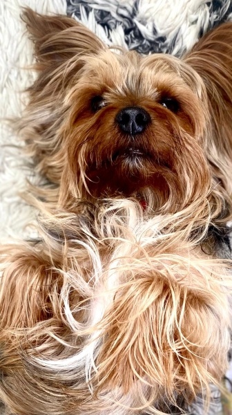 Yorkshire Terrier, Köpek  Chucky fotoğrafı