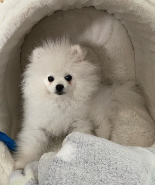 Pomeranyalı, Köpek  Coco fotoğrafı