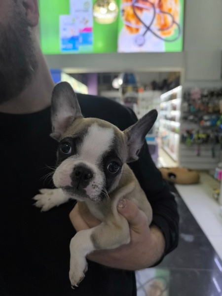 Fransız Bulldog, Köpek  Achill fotoğrafı