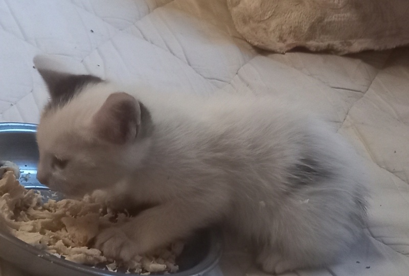 Tekir Kedi, Kedi  lord fotoğrafı