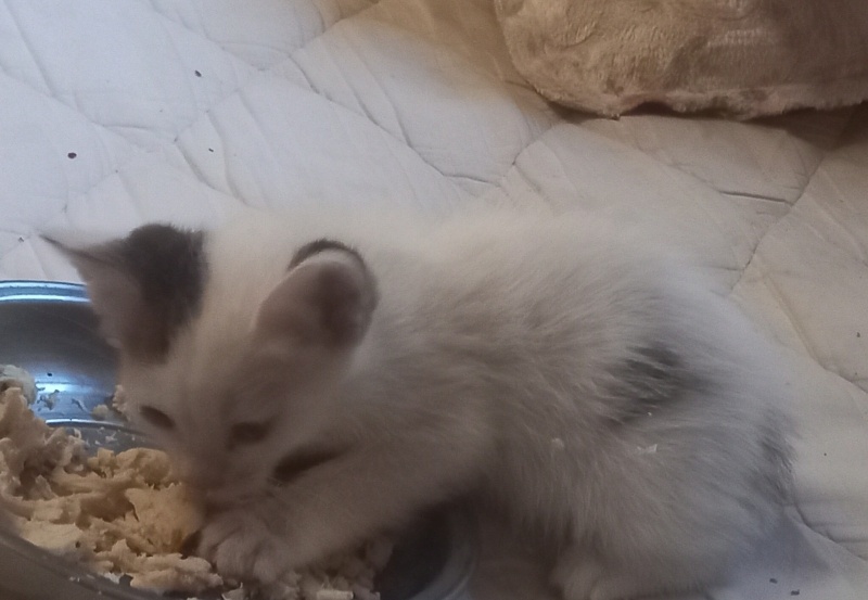 Tekir Kedi, Kedi  lord fotoğrafı