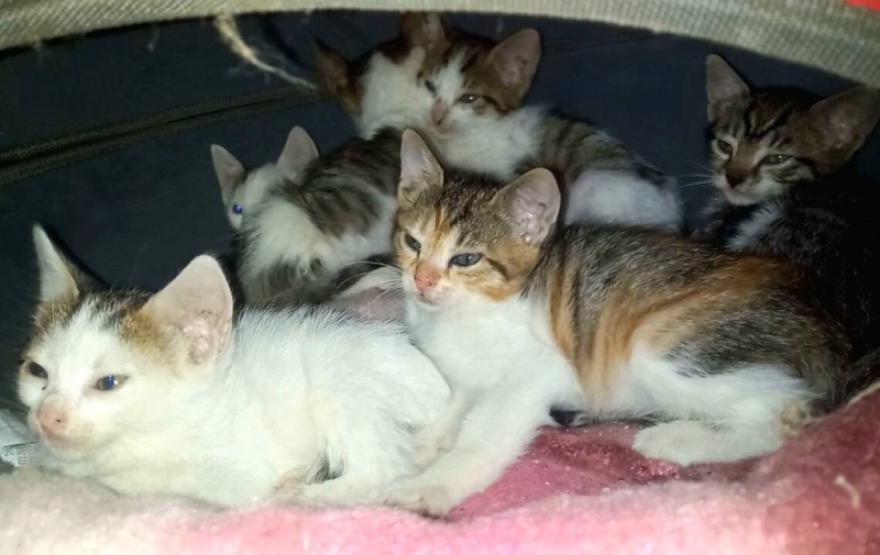 Tekir Kedi, Kedi  lord fotoğrafı