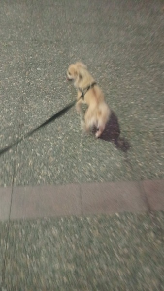 Pekingese, Köpek  Tarcın fotoğrafı
