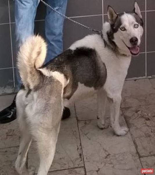 Sibirya Kurdu (Husky), Köpek  felix fotoğrafı