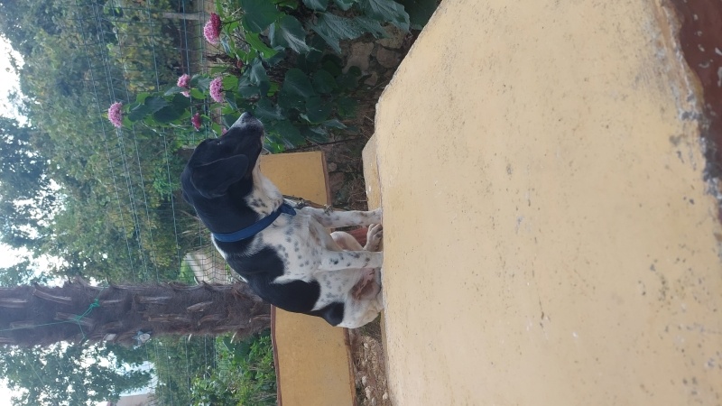 Pointer, Köpek  Kaju fotoğrafı
