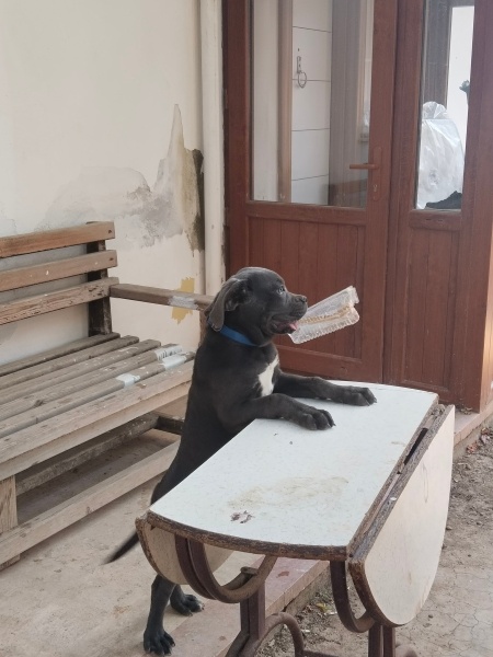 Cane Corso Italiano, Köpek  Raki fotoğrafı