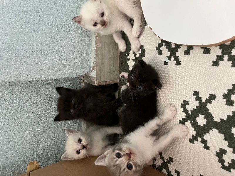 British Shorthair, Kedi  Kediler fotoğrafı