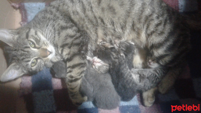 Tekir Kedi, Kedi  kızım fotoğrafı
