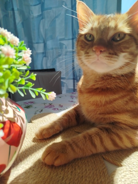 Sarman, Kedi  Goldie fotoğrafı