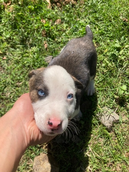 Sokö (Sokak Köpeği), Köpek  İsimsiz fotoğrafı