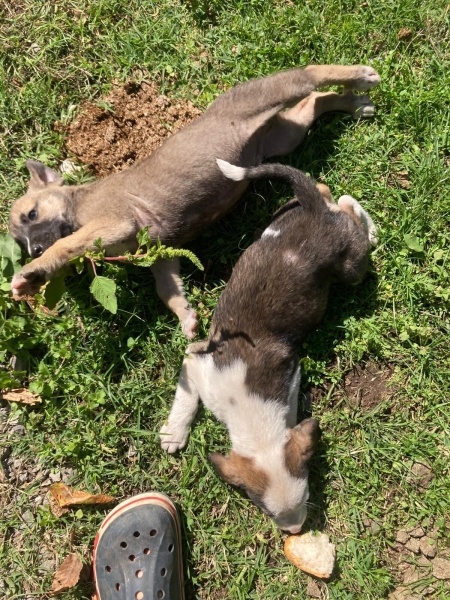 Sokö (Sokak Köpeği), Köpek  İsimsiz fotoğrafı