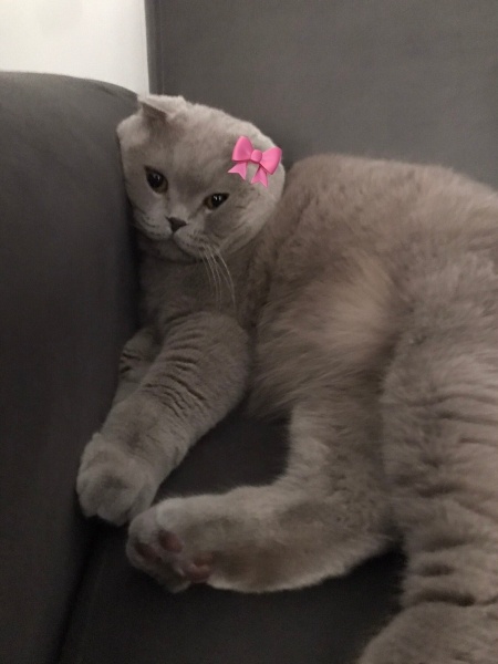 Scottish Fold, Kedi  bella fotoğrafı