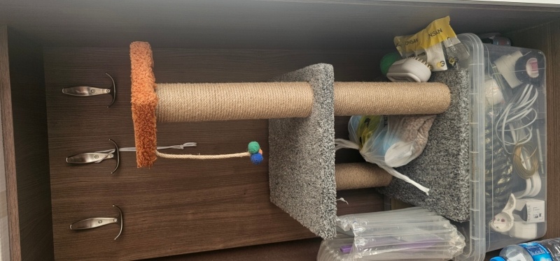 British Shorthair, Kedi  Ceviz fotoğrafı