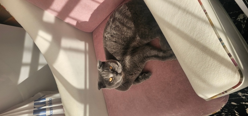 British Shorthair, Kedi  Ceviz fotoğrafı