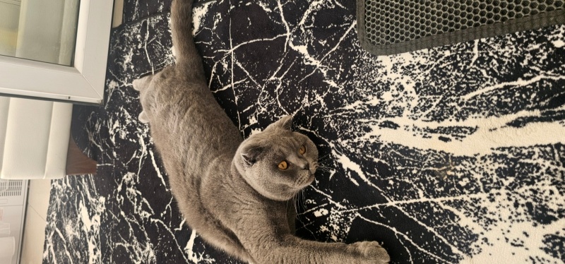 British Shorthair, Kedi  Ceviz fotoğrafı