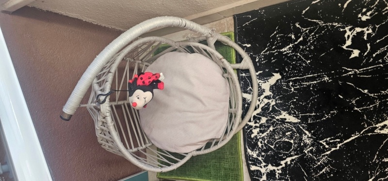 British Shorthair, Kedi  Ceviz fotoğrafı