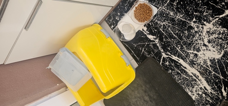 British Shorthair, Kedi  Ceviz fotoğrafı