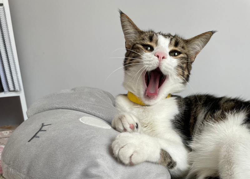 Tekir Kedi, Kedi  REÇEL fotoğrafı