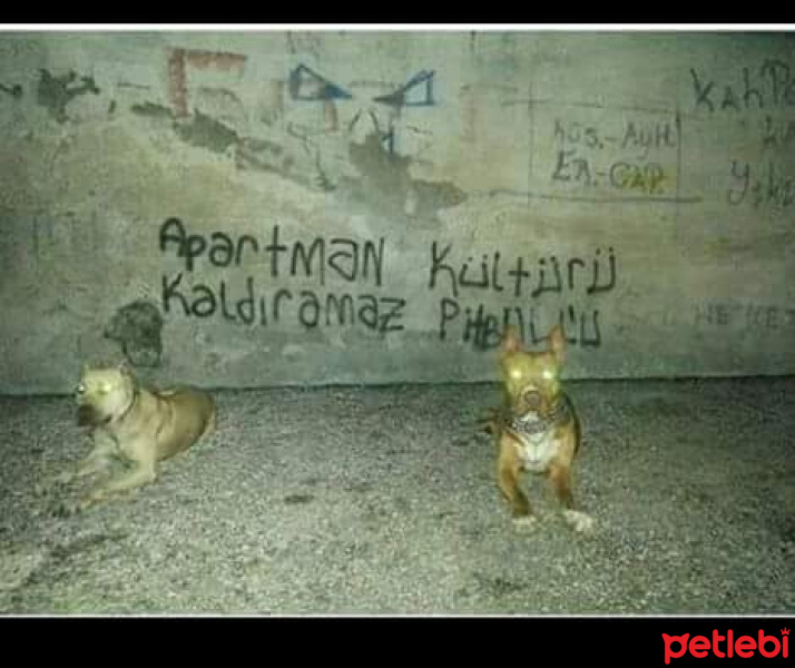 Amerikan Pitbull Terrier, Köpek  Hera fotoğrafı