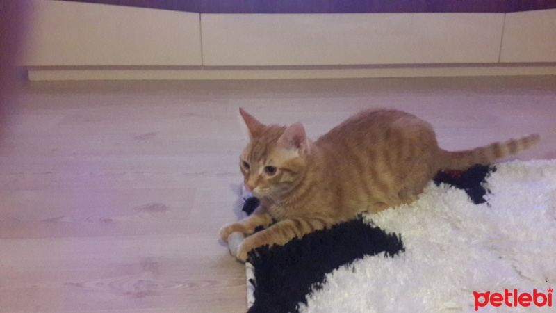 Tekir Kedi, Kedi  tarçin fotoğrafı