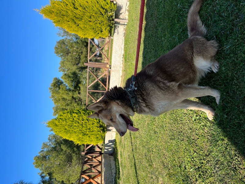 Sibirya Kurdu (Husky), Köpek  Şila fotoğrafı