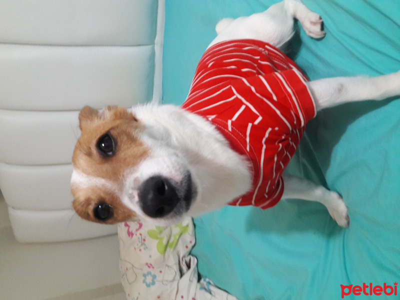 Jack Russell Terrier, Köpek  Misha fotoğrafı