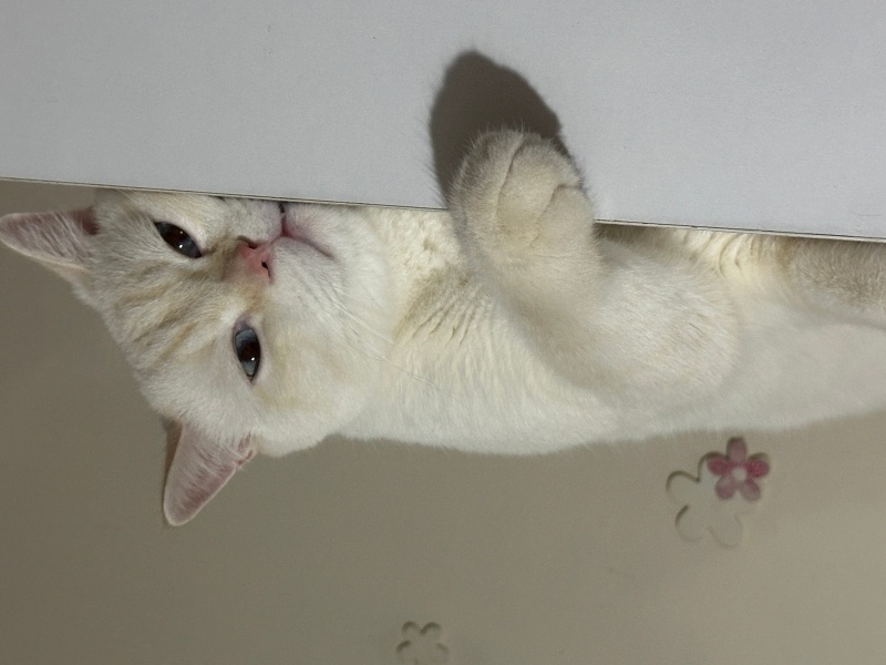 British Shorthair, Kedi  Nohut fotoğrafı