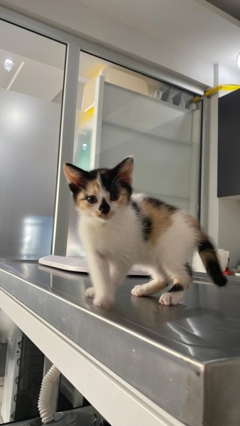 Tekir Kedi, Kedi  Kimchi fotoğrafı