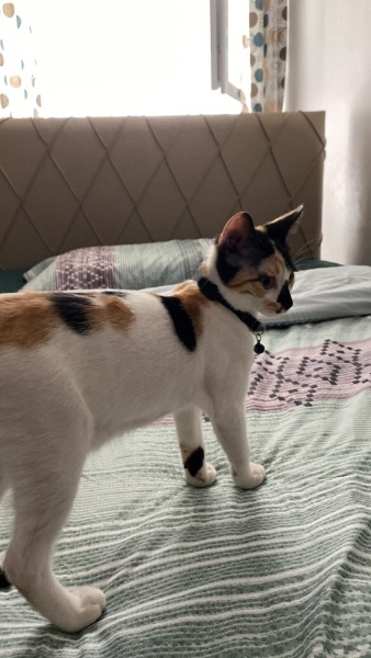 Tekir Kedi, Kedi  Kimchi fotoğrafı