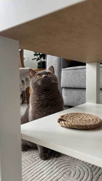 British Shorthair, Kedi  Kaju fotoğrafı