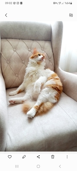 Tekir Kedi, Kedi  Mırnav fotoğrafı