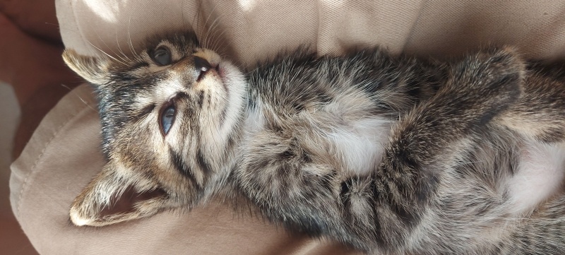 Tekir Kedi, Kedi  kızım fotoğrafı
