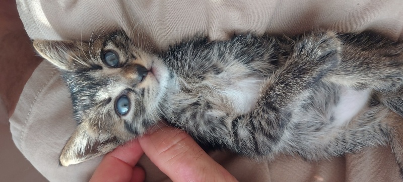 Tekir Kedi, Kedi  kızım fotoğrafı
