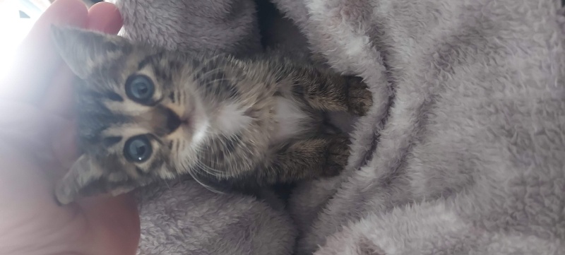 Tekir Kedi, Kedi  kızım fotoğrafı