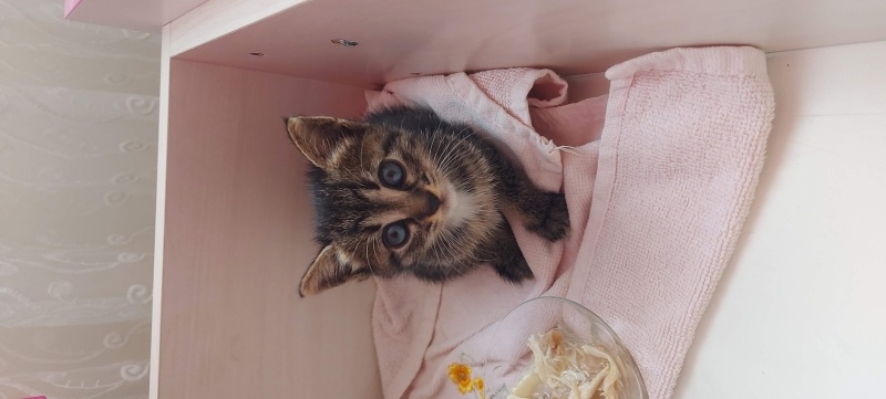 Tekir Kedi, Kedi  kızım fotoğrafı