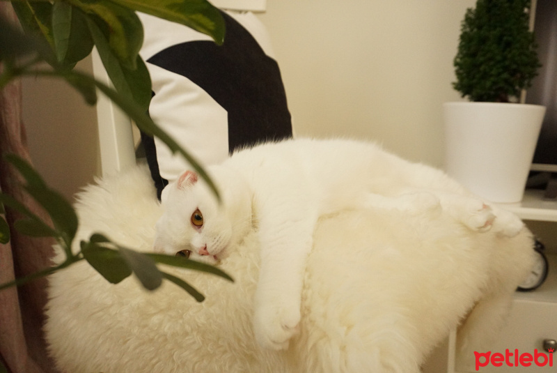 Scottish Fold, Kedi  Kekik fotoğrafı