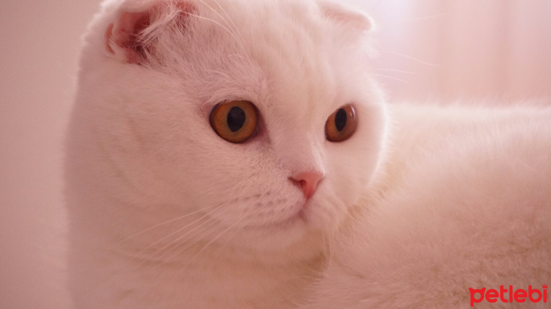 Scottish Fold, Kedi  Kekik fotoğrafı