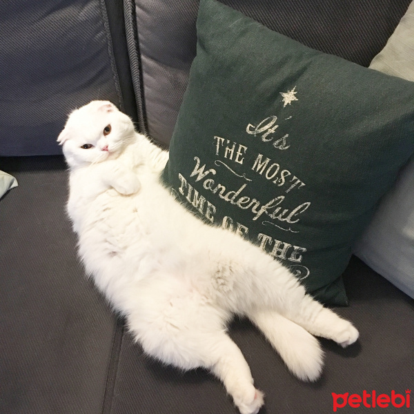 Scottish Fold, Kedi  Kekik fotoğrafı