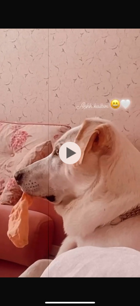 Akbaş, Köpek  Zeus fotoğrafı