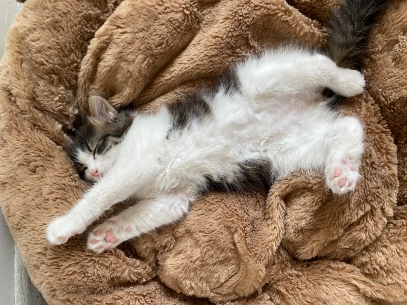 Tekir Kedi, Kedi  Emoç fotoğrafı