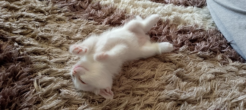 British Shorthair, Kedi  Prens fotoğrafı