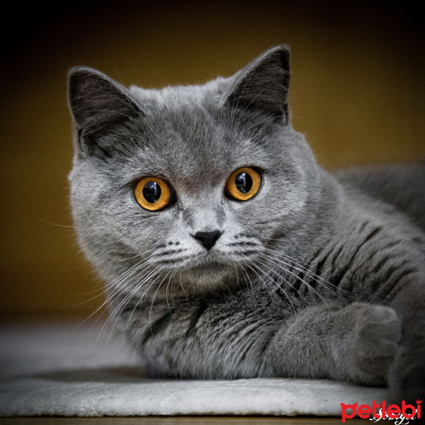British Shorthair, Kedi  Şöbiyet fotoğrafı