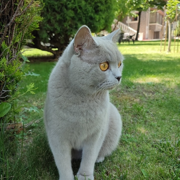 British Shorthair, Kedi  Gümüş fotoğrafı