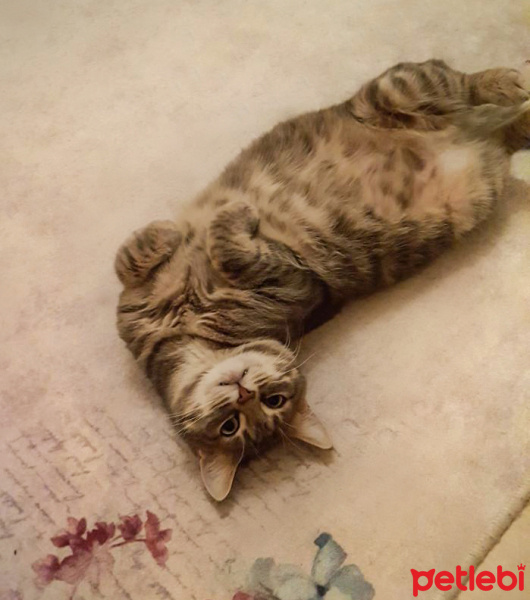 Tekir Kedi, Kedi  poomse fotoğrafı