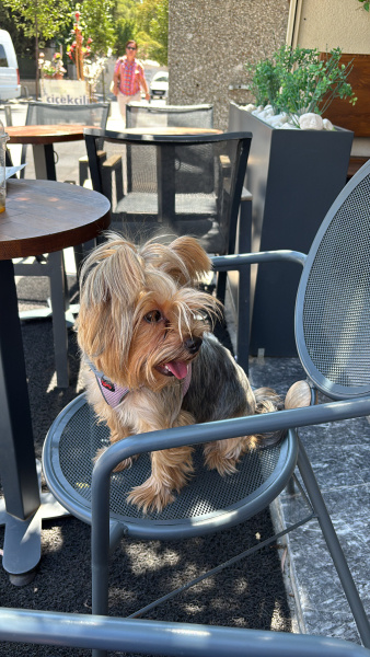 Yorkshire Terrier, Köpek  rocco fotoğrafı