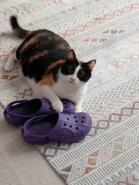 Tekir Kedi, Kedi  Elektra fotoğrafı