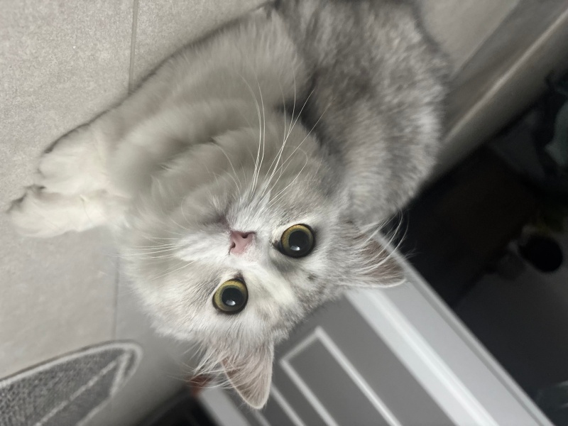 British Longhair, Kedi  Leo fotoğrafı